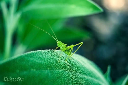 Lost in the greens...