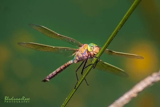 Giant Dragonfly