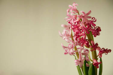 lovely pink fowers