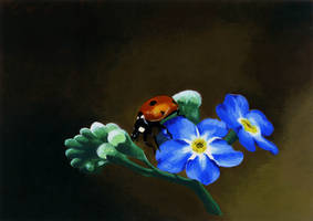 Ladybird