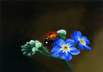 Ladybird by Li-Soro