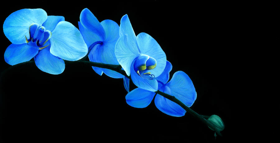 Blue Orchid