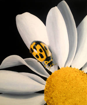 Yellow ladybird by Li-Soro