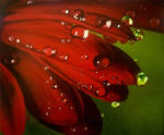 Red water drops by Li-Soro