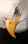 Bold Eagle, head. Acrylics on canvas. by Li-Soro