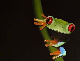 Red-eyed tree frog. Painting