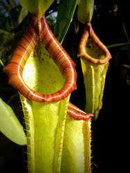 Pitcher Plants