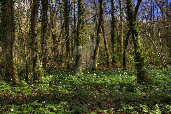 April Forest Collection April Forest by 8SiM6 on DeviantArt