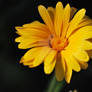 Yellow flower...