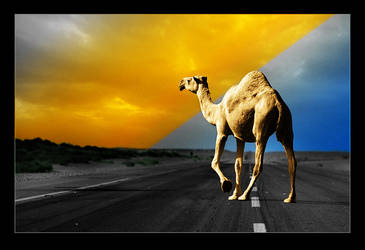 camel