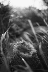 Hedgehog 3