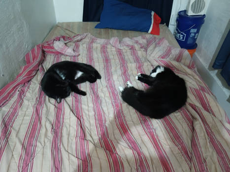 Little stinkers kitties steal my bed again lol.