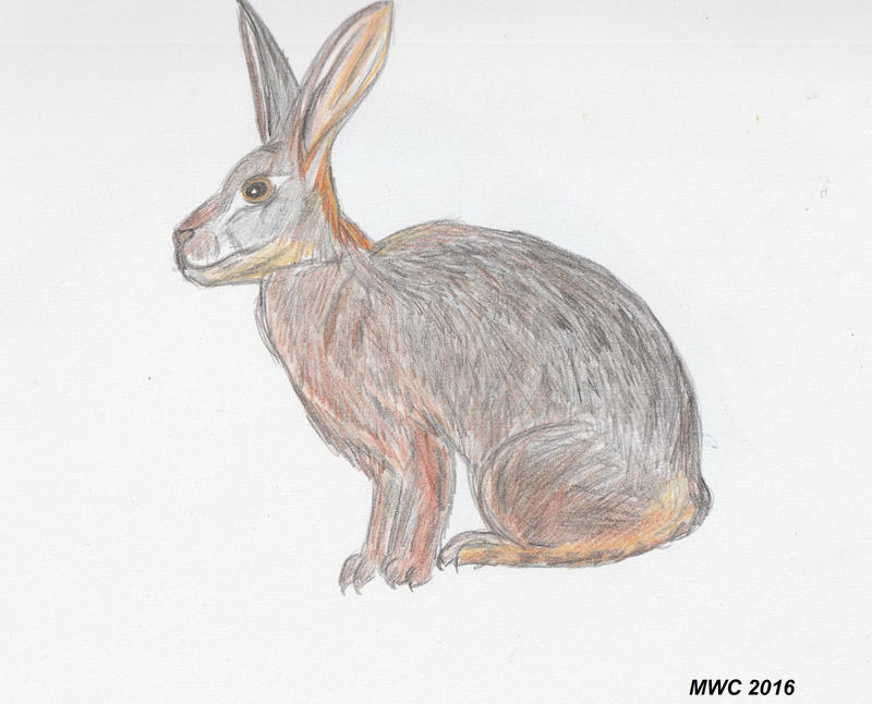 Riverrean Rabbit Riverine Rabbit (2016) by markthepencilguy on DeviantArt