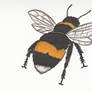 Dorsal View of a Bumblebee