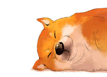 Shiba chubby