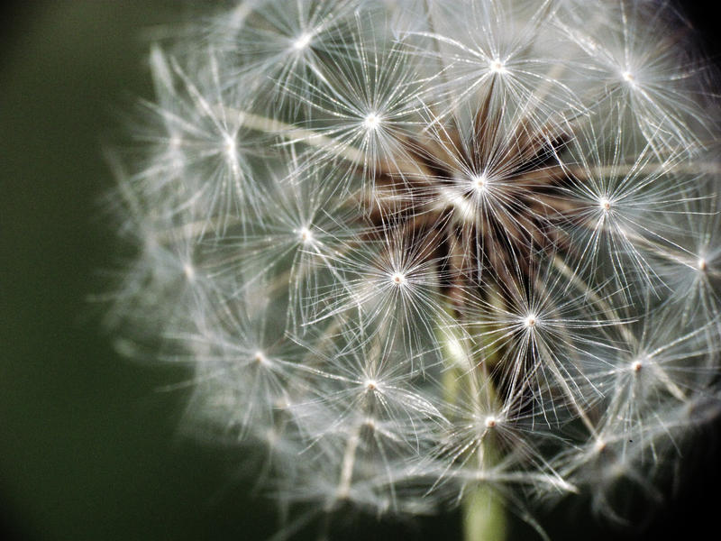 Dandelion