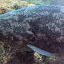 Goliath Grouper