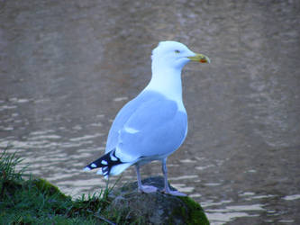 evil seagull