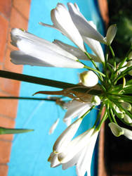 Pool Flower