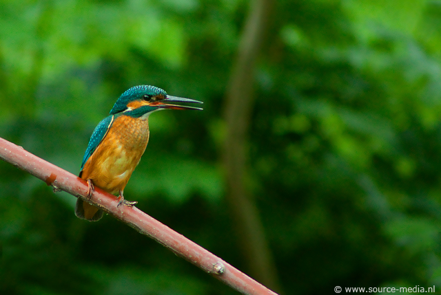 Ijsvogel