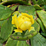 Yellow Cactus Bloom