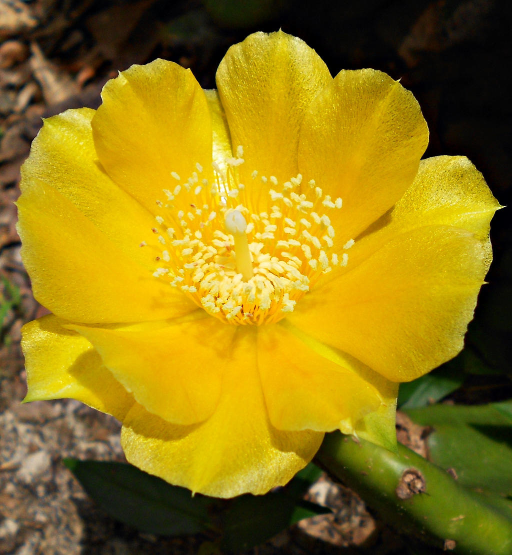 Yellow Cactus Bloom