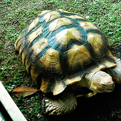 Sulcata Tortoise