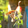 November Butterfly 1