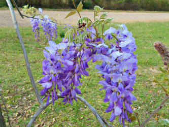 Wild Wisteria 2