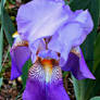 Purple Ambassadeur Iris