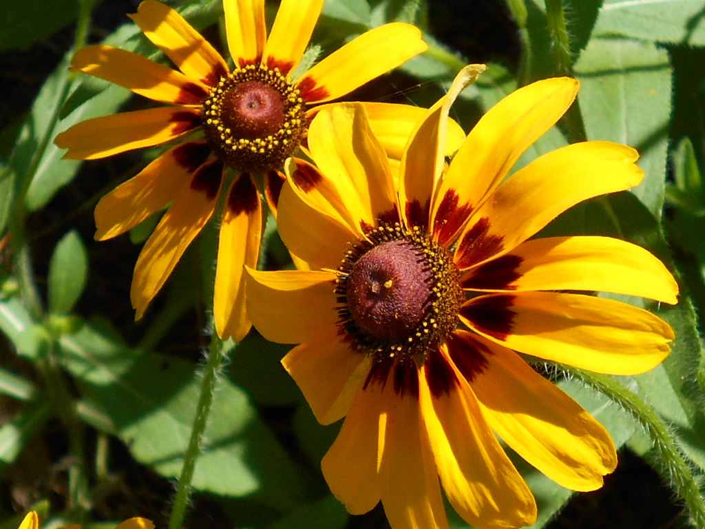 Little Black-Eyed Susans