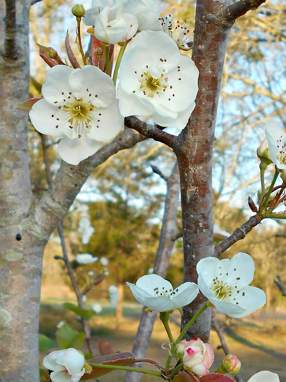 Pear Blossoms and Sunset