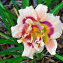 Gemini Jack Daylily