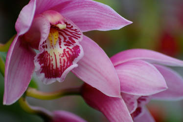 Cymbidium 2