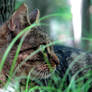 jungle cat