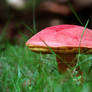 toad stool