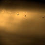 birds