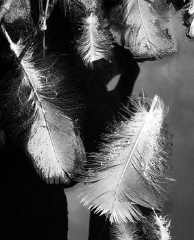 feathers