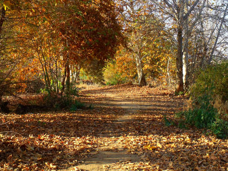 Walking down Autumns lane