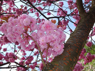 Cherry Tree Branch