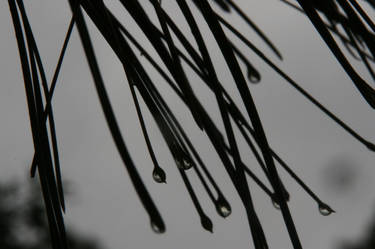 Raindrops on Pine Needles