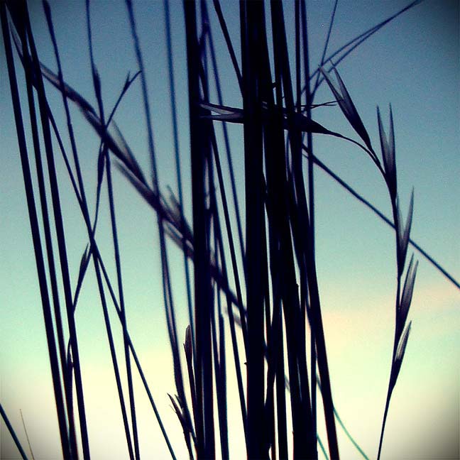 grass at sunset