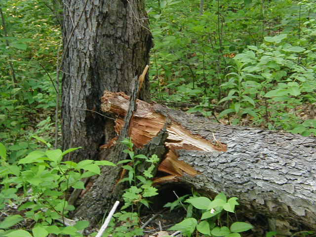 If A Tree Falls In A Forest... by TheyCallMeLili on DeviantArt