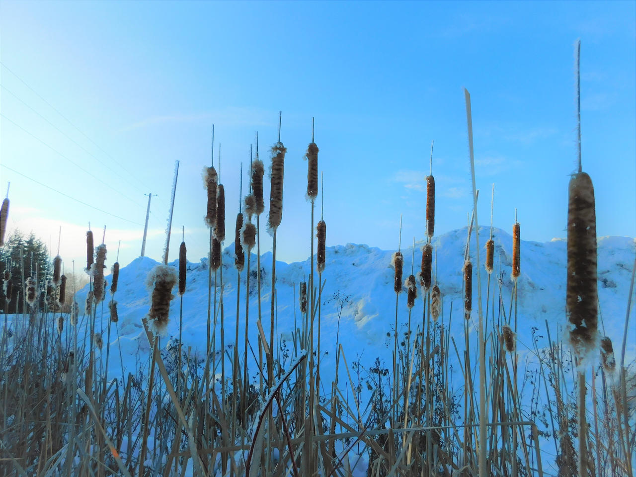 Cattails by gravityfallsgirl618 on DeviantArt