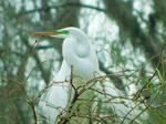 Great Egret by gravityfallsgirl618