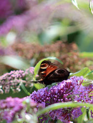 The Butterfly Bush