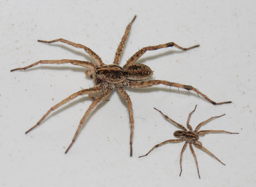 Spiders by Stock-by-Kai