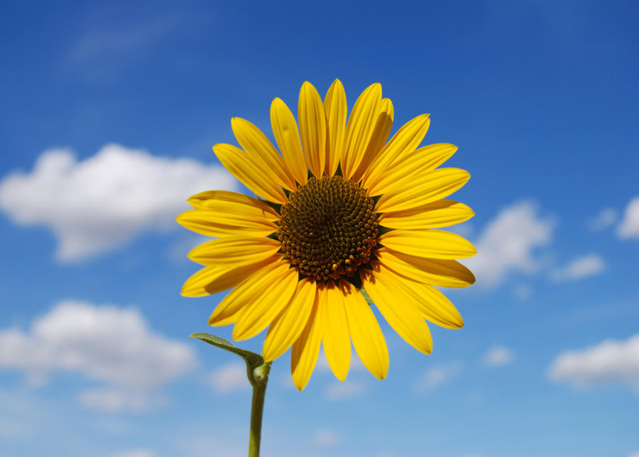 Sunflower on blue sky