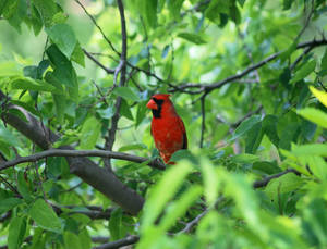 Cardinal