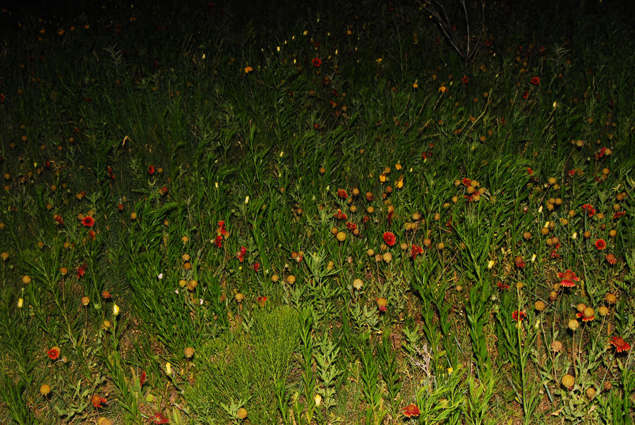 Wildflowers at Night